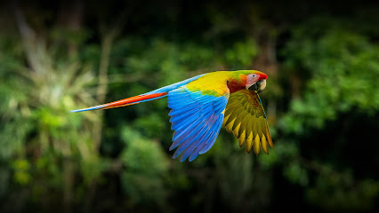 Rentar Costa Rica
