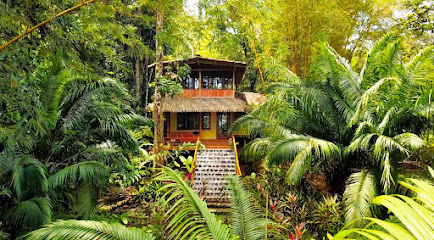 Copa De Arbol Beach & Rainforest Resort